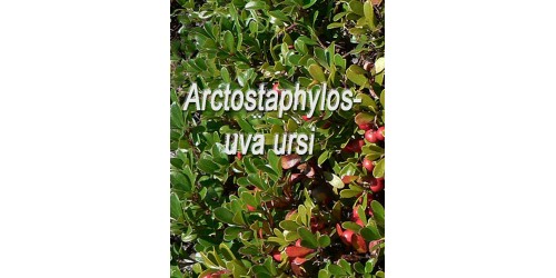 ORGANIC HERBAL TEA UVA URSI (BEARBERRY), (Arctostaphylos uva ursi)